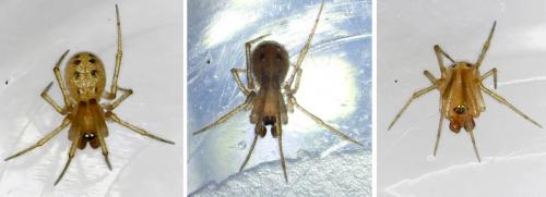 Réf. 253 383 : Enoplognatha sp.